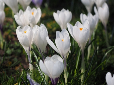 Blossom plant white flower Photo