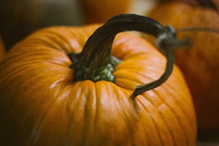 Plant stem fall flower Photo