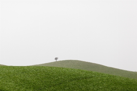 風景 木 自然 草 写真