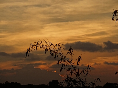 Nature horizon branch silhouette Photo