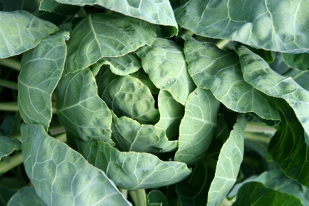 Foto Planta hoja flor alimento