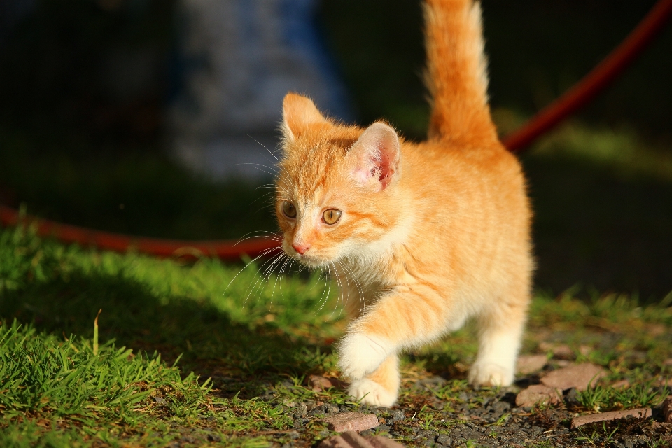 Grama gatinho gato outono