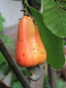 Foto Planta fruta hoja flor