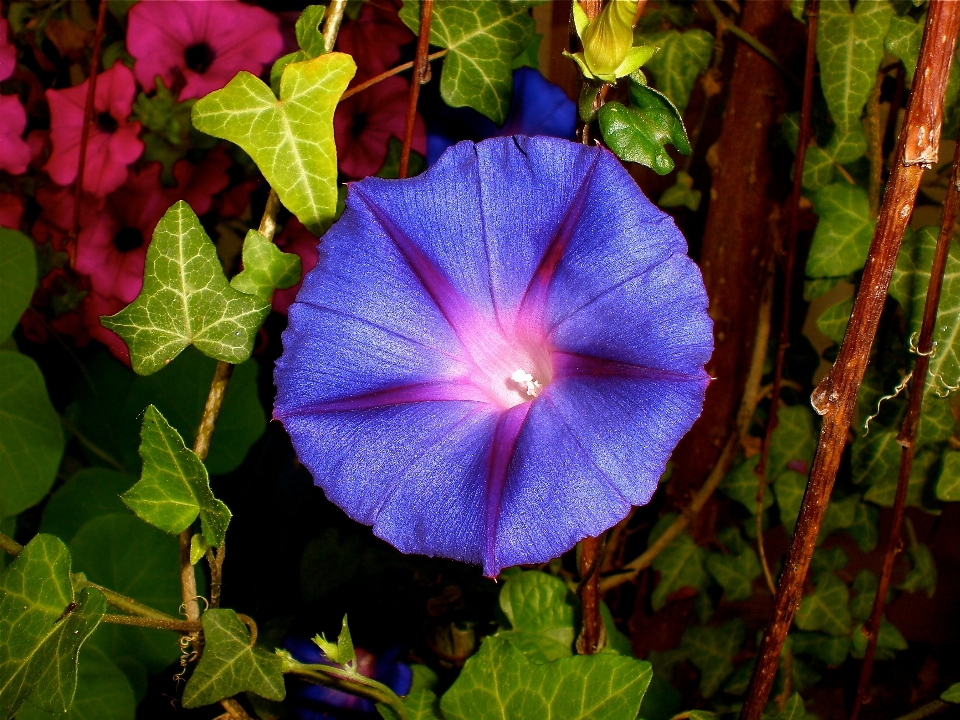 自然 花 植物 葉