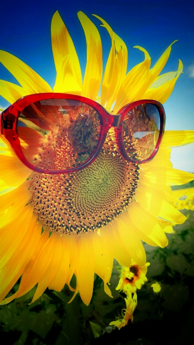 Natura pianta luce del sole fotografia