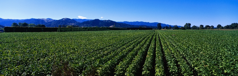 Natura campo azienda agricola prato
