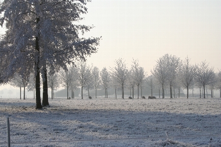 Foto árbol nieve invierno planta