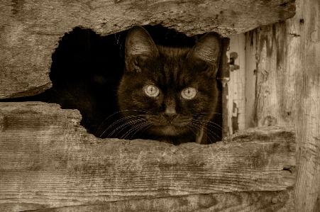 Foto Bianco e nero
 visualizzazione gatto