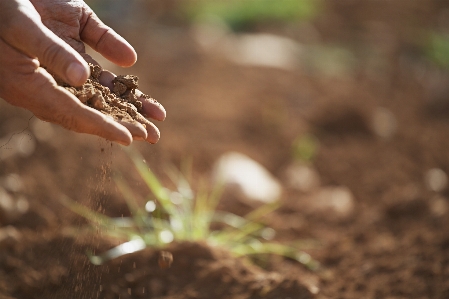 Hand nature grass plant Photo