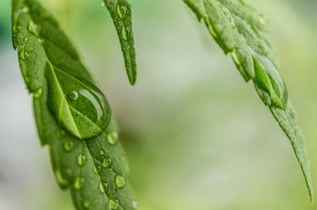 Water grass branch drop Photo