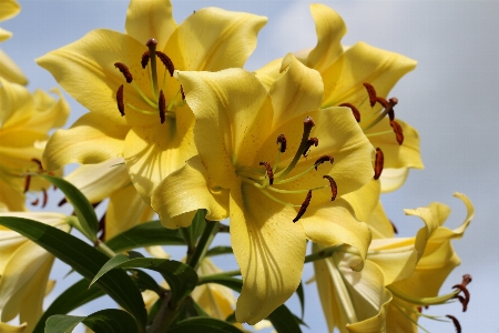 自然 花 植物 花弁 写真