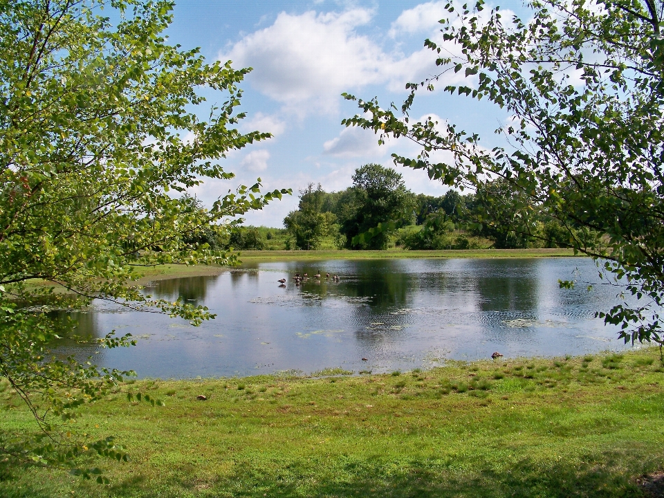 Landscape tree water nature