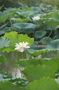 Blossom plant morning leaf Photo