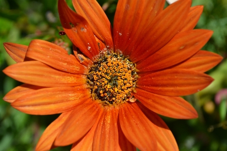 自然 植物 花 花弁 写真