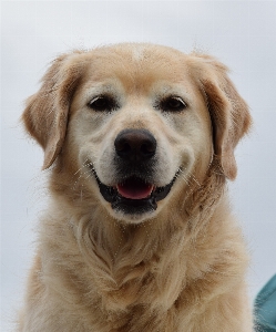 Foto Anjing satwa mamalia hidung