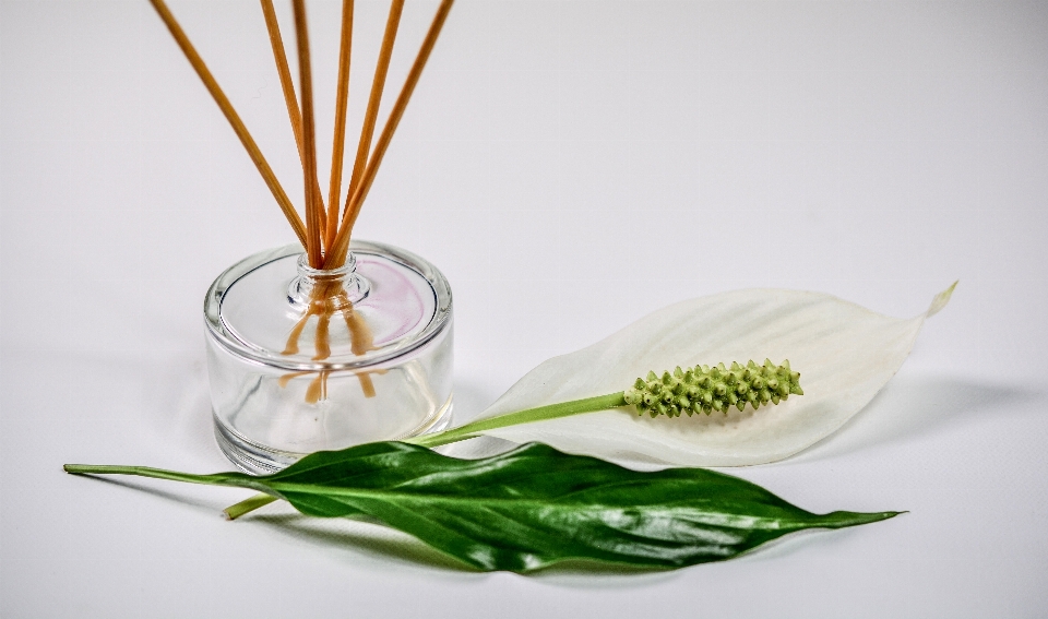 Nature plant leaf flower