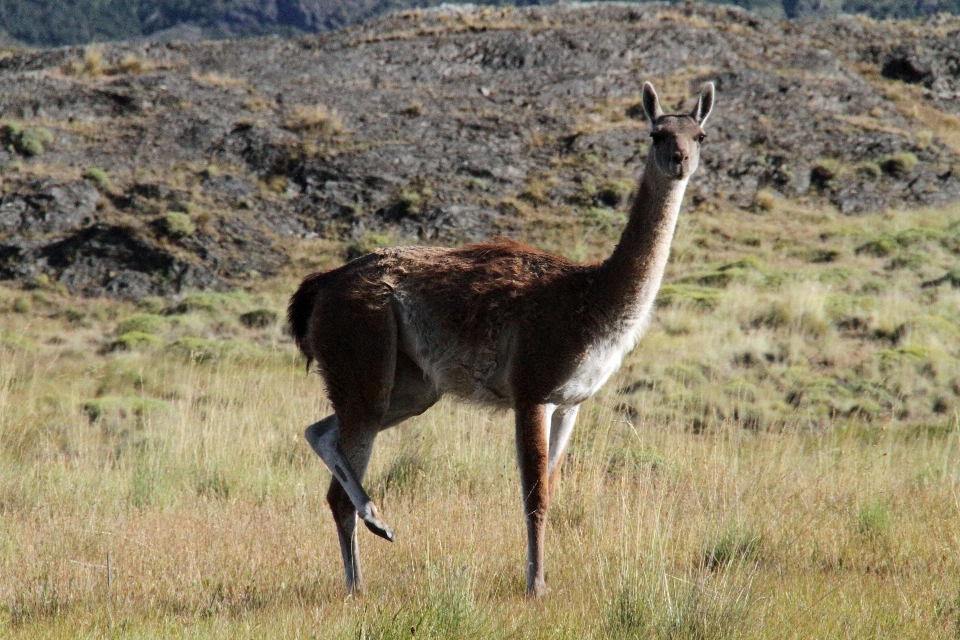 Prateria
 animali selvatici gregge pascolo
