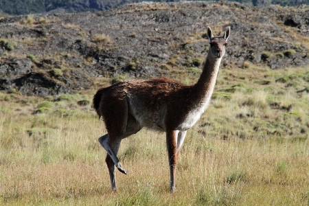 Prairie wildlife herd grazing Photo