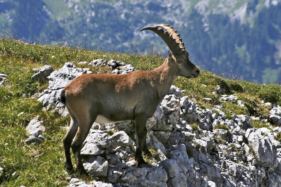 Natura rock selvaggia
 prato
