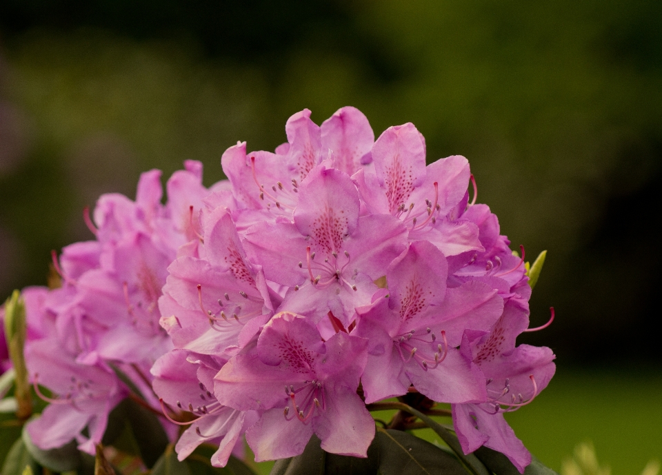 Blossom plant flower purple