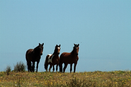 Meadow prairie wildlife wild Photo