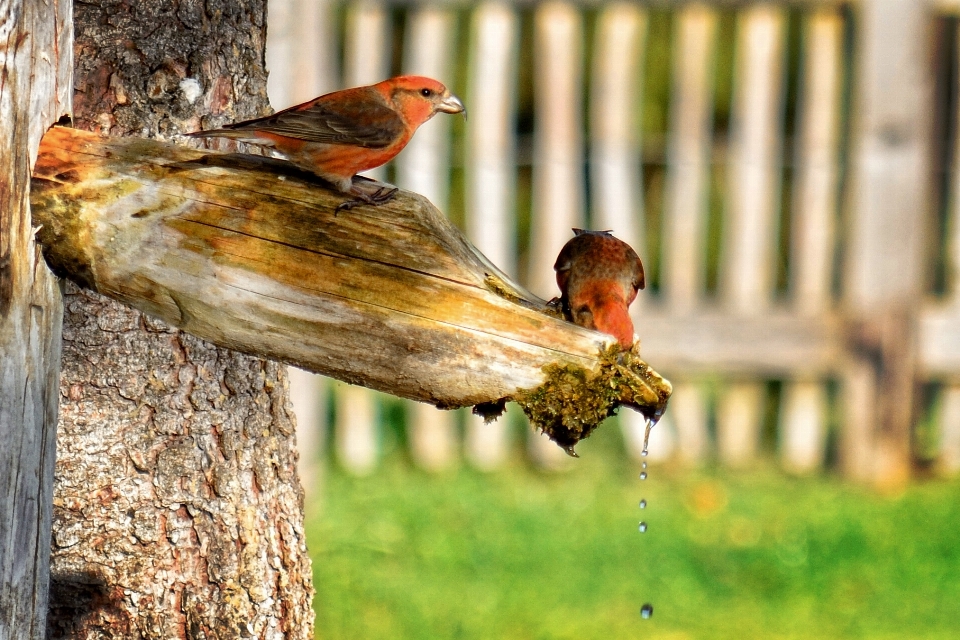 Drzewo woda natura oddział