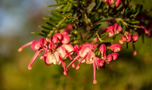 Tree nature branch blossom Photo