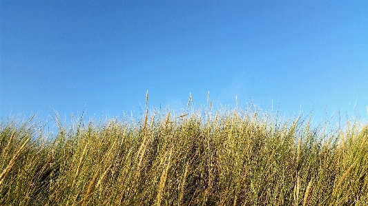 Coast grass horizon plant Photo