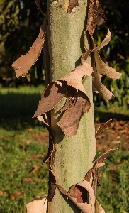 Tree branch plant wood Photo