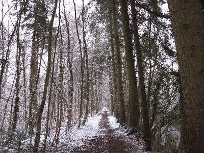 Landscape tree nature forest Photo