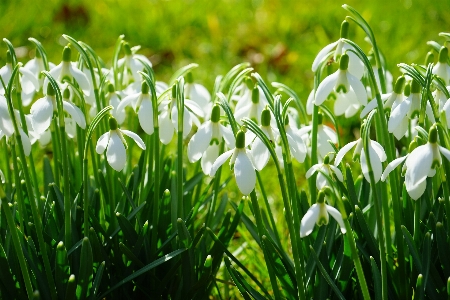 Foto Erba fiore pianta campo