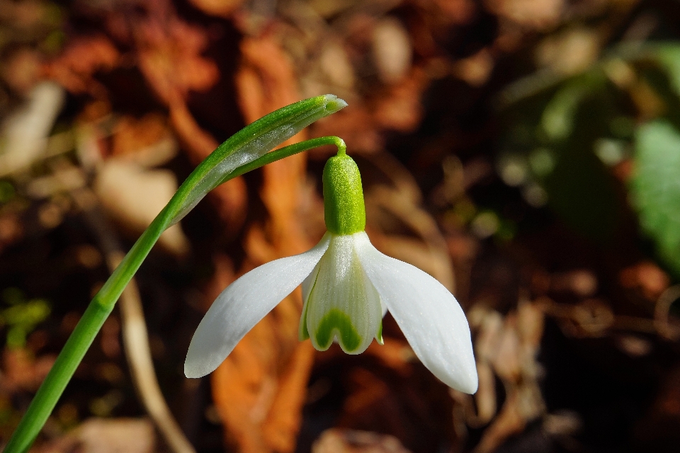 Nature blossom snow plant