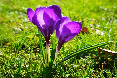 Grass blossom plant field Photo