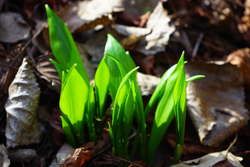 Herbe usine feuille fleur