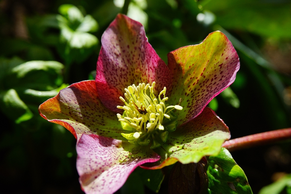 Natura fiore inverno pianta