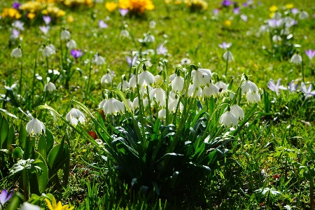 Foto Grama plantar campo prado
