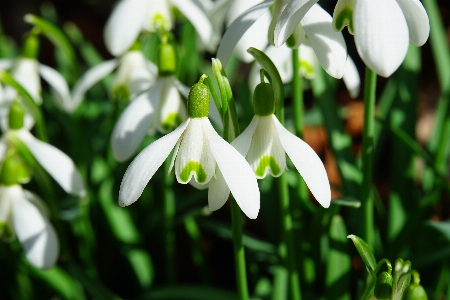 Foto Plantar flor florescer primavera