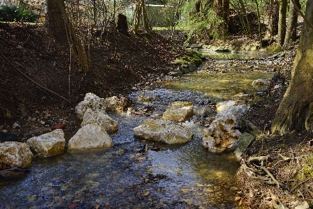 Water nature forest rock Photo