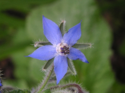 Nature plant flower petal Photo