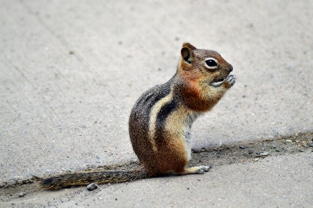 Nature ground cute profile Photo