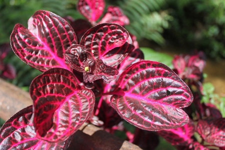 木 自然 植物 葉 写真