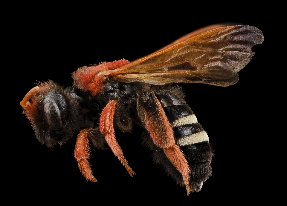 Natur fotografie fliege profil