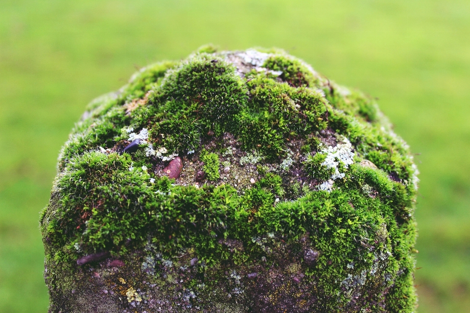 Ağaç doğa çimen rock