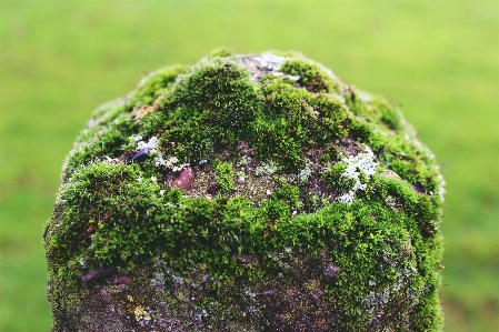 Tree nature grass rock Photo