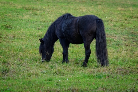 Grass meadow animal cute Photo