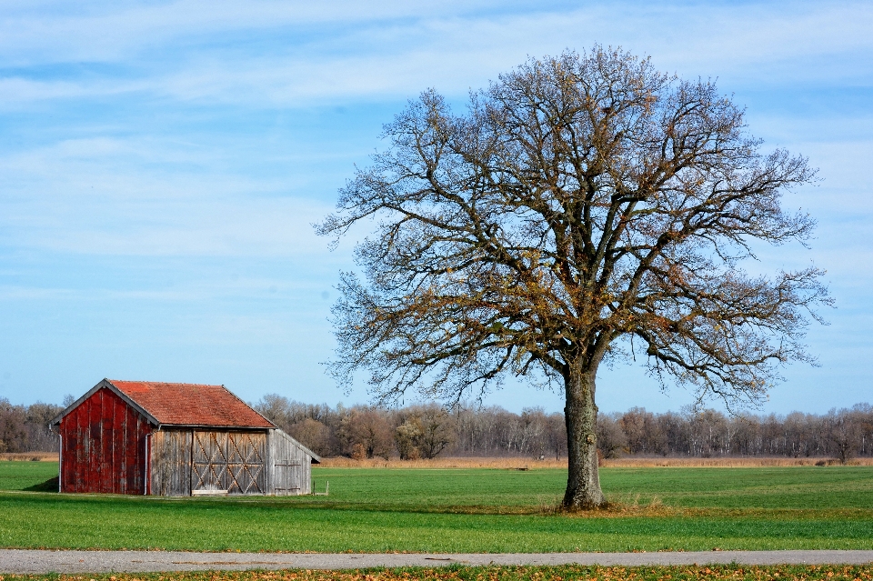 Paisagem árvore natureza grama