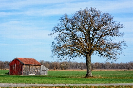 Фото пейзаж дерево природа трава