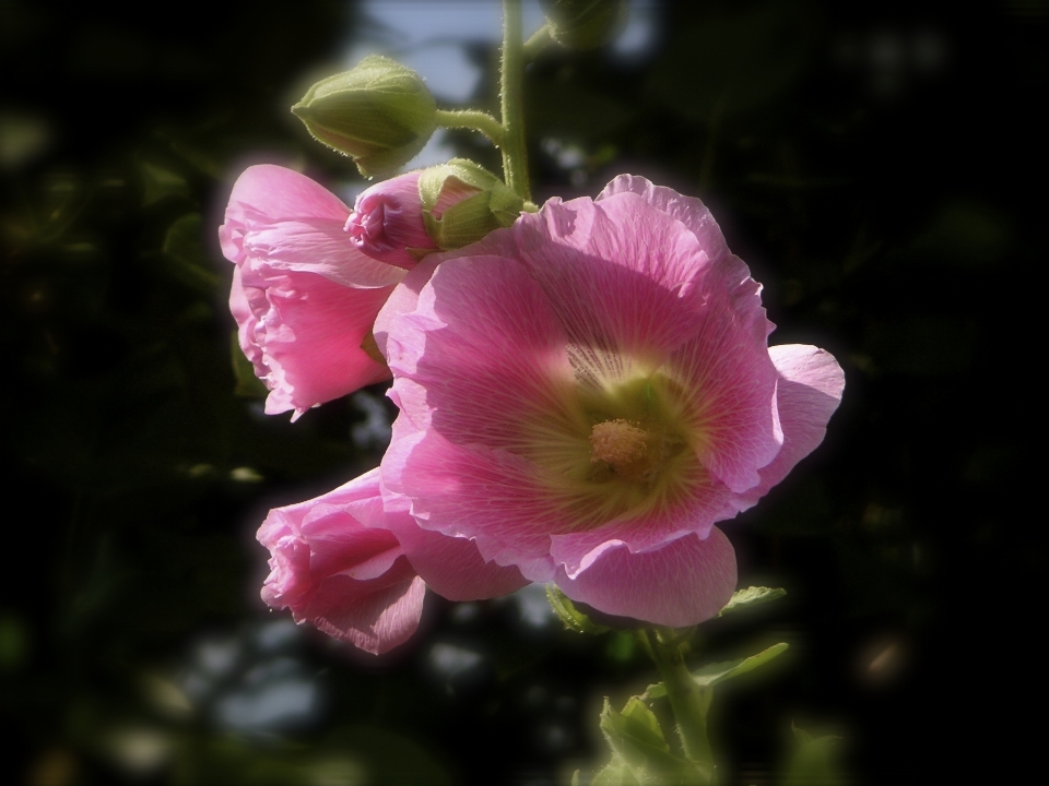 Fleurir usine fleur pétale