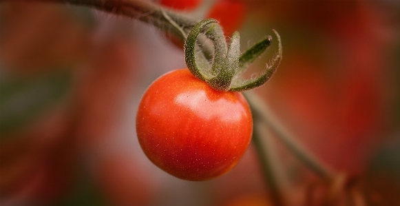 ブランチ 植物 写真撮影 フルーツ 写真