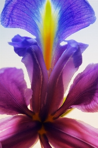 Nature blossom plant photography Photo